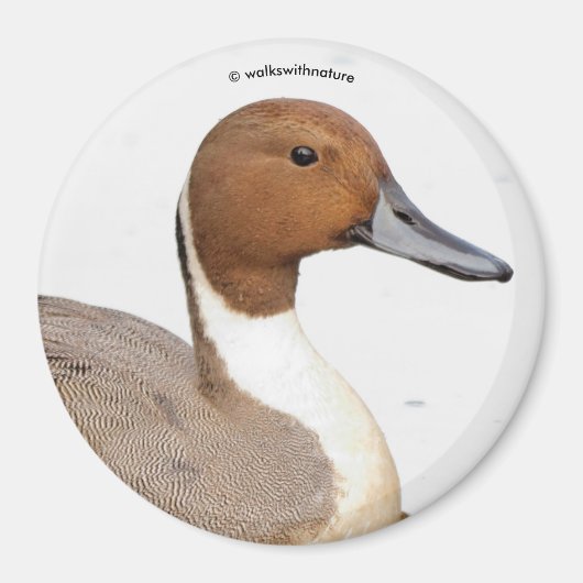 Reflecties van een noordelijke Pintail Duck Magneet (Voorkant)