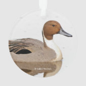 Reflecties van een noordelijke Pintail Duck Ornament (achterkant)
