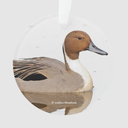 Reflecties van een noordelijke Pintail Duck Ornament (voorkant)