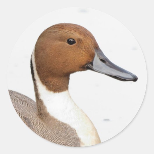 Reflecties van een noordelijke Pintail Duck Ronde Sticker (Voorkant)