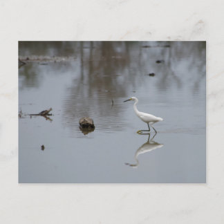 Reflecties van een Snowy Egret op de Beweging Briefkaart