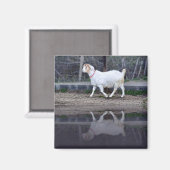 Reflecties van een witte geit, magneet (Voorkant / Achterkant)