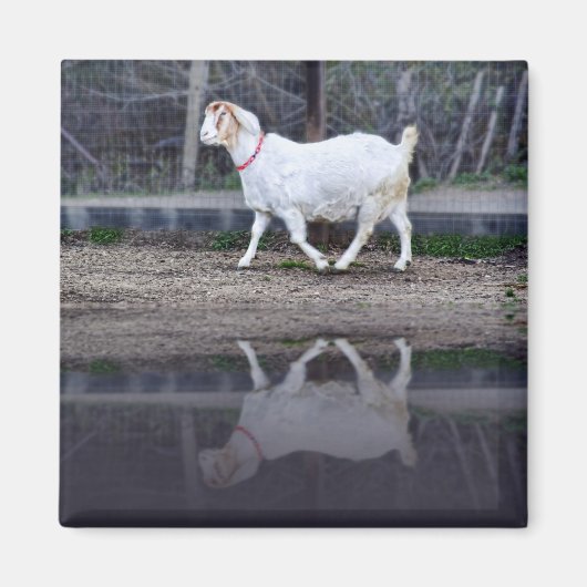 Reflecties van een witte geit, magneet (Voorkant)
