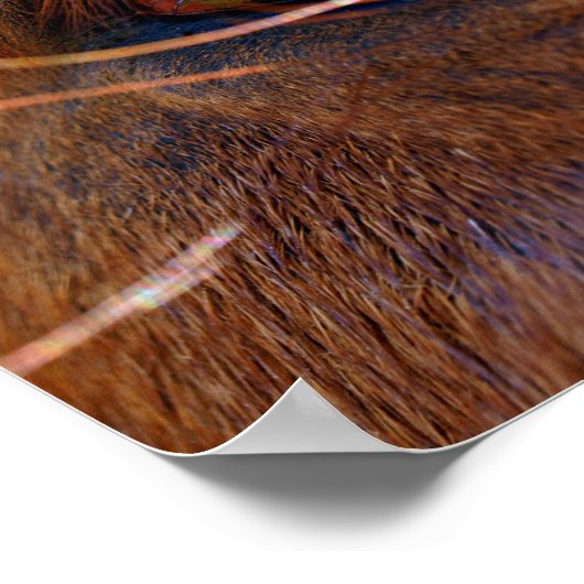 Reflection in Horse's Eye Poster (Hoek)