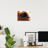 Reflection in Horse's Eye Poster (Thuiskantoor)