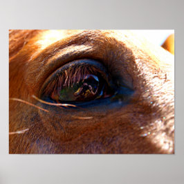 Reflection in Horse's Eye Poster