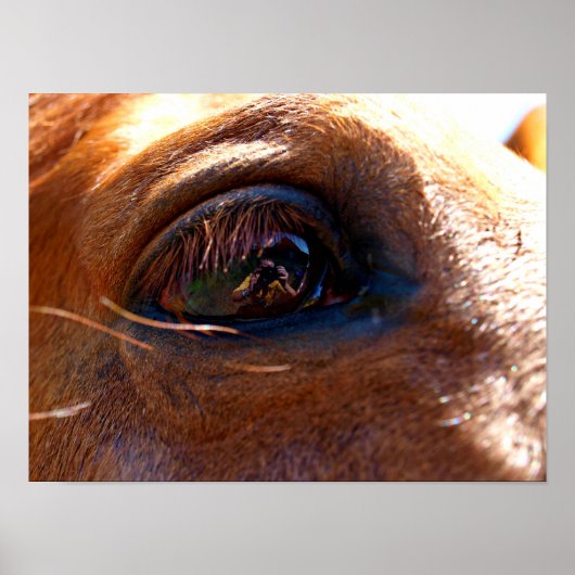 Reflection in Horse's Eye Poster (Voorkant)