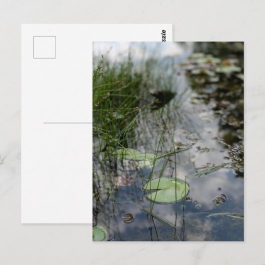 Reflections at the Water's Edge Briefkaart (Voorkant / Achterkant)