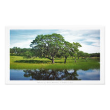 "Reflections of a Wooded Wonderland", Natuur Decor