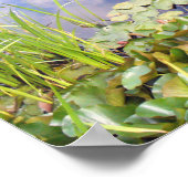 Reflexion des Himmels im See mit Lilien Poster (Hoek)