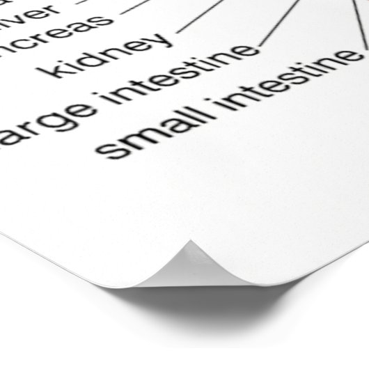 Reflexology Chart 20X30" Poster (Hoek)