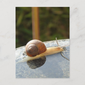 Refreshing Snail Briefkaart