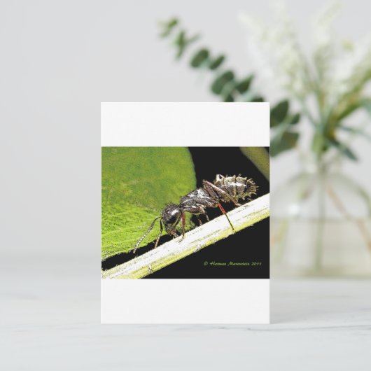 reg b briefkaart (Staand voorkant)