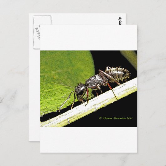 reg b briefkaart (Voorkant / Achterkant)