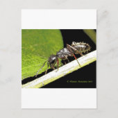 reg b briefkaart (Voorkant)