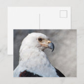 Regal American Bald Eagle Portret Briefkaart (Voorkant / Achterkant)