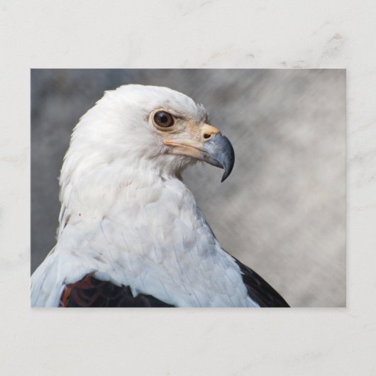Regal American Bald Eagle Portret Briefkaart (Voorkant)