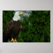 Regal American Bald Eagle Poster (Voorkant)