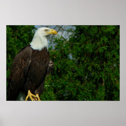 Regal American Bald Eagle Poster (Voorkant)