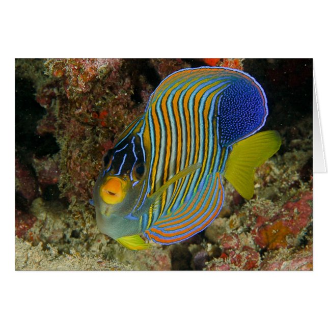 Regal angelfish (Voorkant Horizontaal)