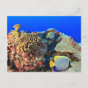 Regal Angelfish Pygoplites diacanthus), Briefkaart