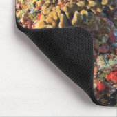 Regal Angelfish Pygoplites diacanthus), Muismat (Hoek)