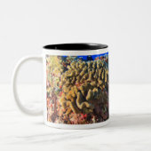 Regal Angelfish Pygoplites diacanthus), Tweekleurige Koffiemok (Links)