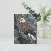 Regal Bald Eagle Briefkaart (Staand voorkant)