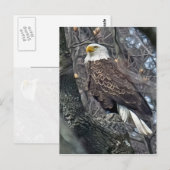 Regal Bald Eagle Briefkaart (Voorkant / Achterkant)