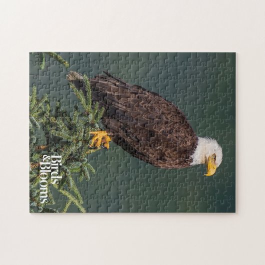 Regal Bald Eagle Legpuzzel (Horizontaal)