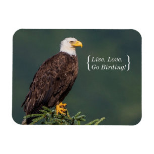Regal Bald Eagle Magneet