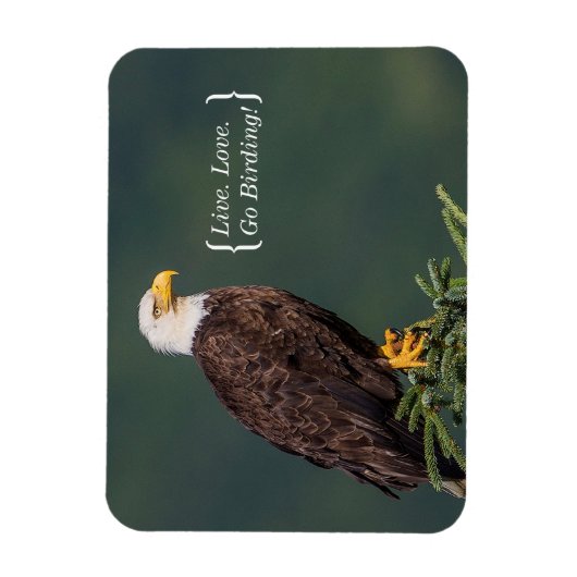 Regal Bald Eagle Magneet (Verticaal)
