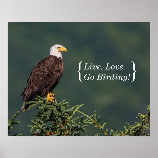 Regal Bald Eagle Poster (Voorkant)