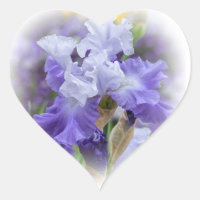 Regal Bearded Iris - Paars & wit