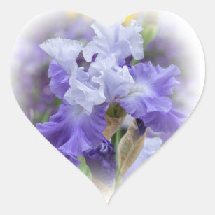 Regal Bearded Iris - Paars & wit Hart Sticker