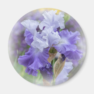 Regal Bearded Iris - Paars & wit Magneet