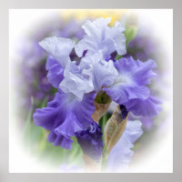 Regal Bearded Iris - Paars & wit