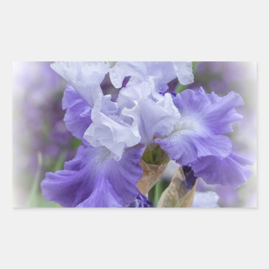 Regal Bearded Iris - Paars & wit Rechthoekige Sticker (Voorkant)
