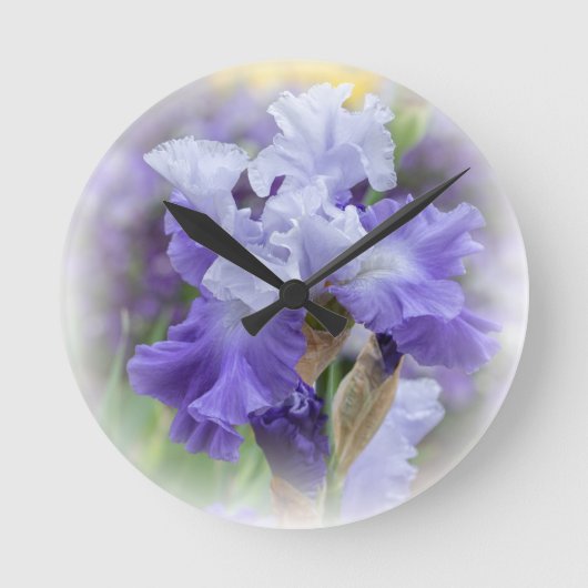 Regal Bearded Iris - Paars & wit Ronde Klok (Voorkant)