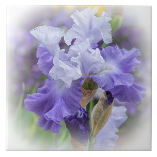 Regal Bearded Iris - Paars & wit Tegeltje (Voorkant)