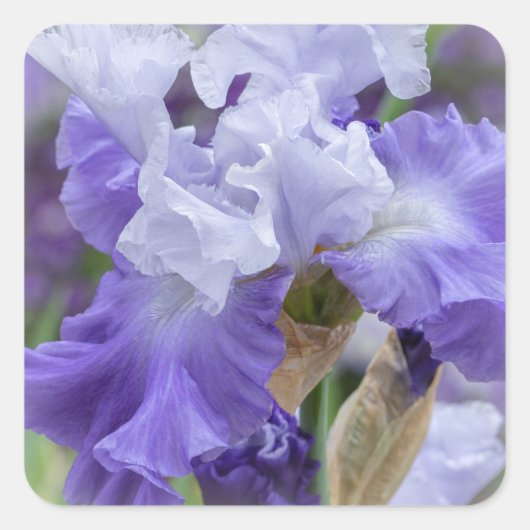 Regal Bearded Iris - Paars & wit Vierkante Sticker (Voorkant)