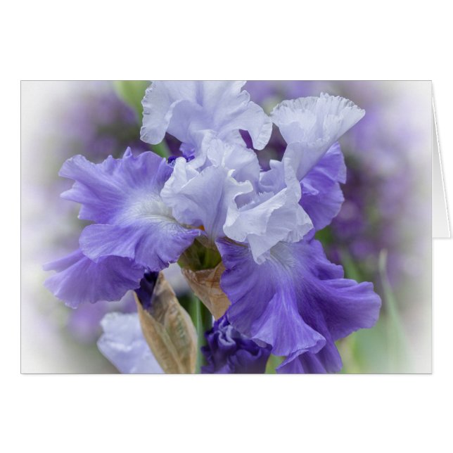 Regal Bearded Iris - Paarse en witte blanco kaart (Voorkant Horizontaal)