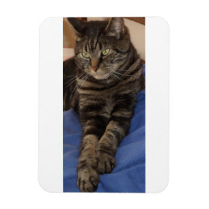 Regal Dave 3"x4" Photo Magnet Magneet
