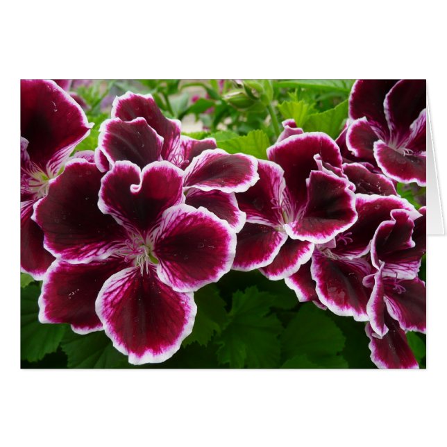 Regal Geranium Flowers Elegant Maroon Floral Lugga (Voorkant Horizontaal)