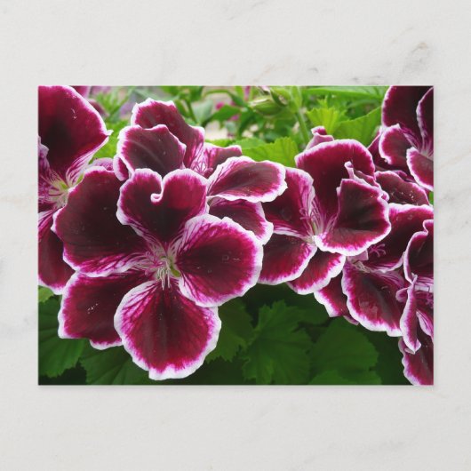 Regal Geranium Flowers Elegant Maroon Floral Lugga Briefkaart (Voorkant)