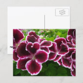 Regal Geranium Flowers Elegant Maroon Floral Lugga Briefkaart (Voorkant / Achterkant)