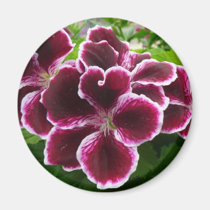 Regal Geranium Flowers Elegant Maroon Floral Lugga Magneet