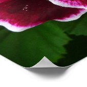 Regal Geranium Flowers Elegant Maroon Floral Lugga Poster (Hoek)