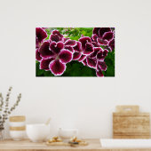 Regal Geranium Flowers Elegant Maroon Floral Lugga Poster (Keuken)