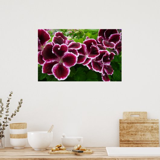 Regal Geranium Flowers Elegant Maroon Floral Lugga Poster (Keuken)
